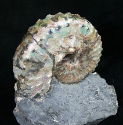 Gorgeous Iridescent Discoscaphites Ammonites - #8956